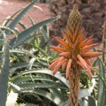 Άνθος Aloe Vera