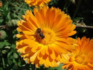 250590698_b11f87197e Calendula Officinalis , photo by Dorocia