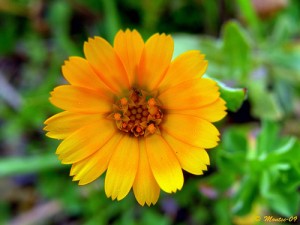 3272106225_5c8920c25b Calendula arvensis, photo by Catalaunica Montses