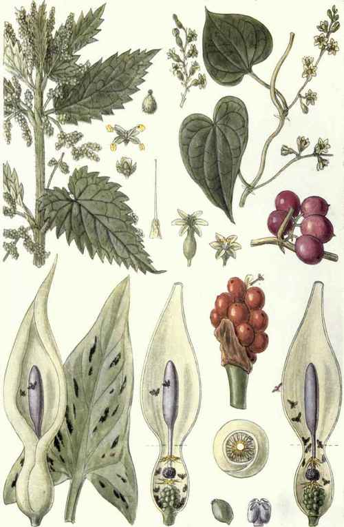1-Nettle-Urtica-dioica-L-2-Black-Bryony-Tamils-comm