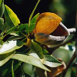 almond
