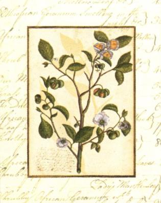 tea-tree-poster