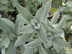 salvia officinalis leaf