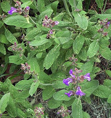 salvia officinalis plant